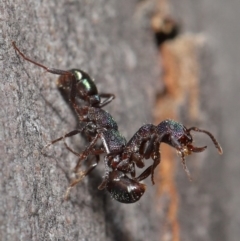 Rhytidoponera metallica at Downer, ACT - 28 Jul 2020 11:39 AM