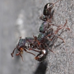 Rhytidoponera metallica at Downer, ACT - 28 Jul 2020 11:39 AM