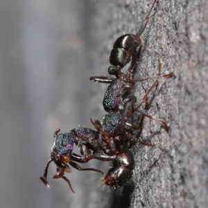 Rhytidoponera metallica at Downer, ACT - 28 Jul 2020 11:39 AM