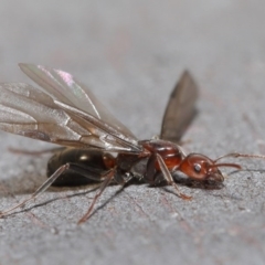 Papyrius nitidus (Shining Coconut Ant) at ANBG - 28 Jul 2020 by TimL