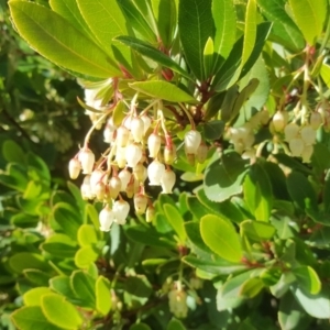 Arbutus unedo at Isaacs, ACT - 30 Jul 2020