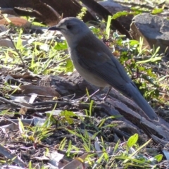 Colluricincla harmonica (Grey Shrikethrush) at Black Range, NSW - 31 Jul 2020 by MatthewHiggins