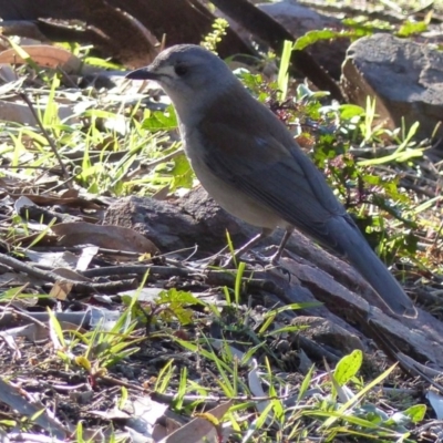 Colluricincla harmonica (Grey Shrikethrush) at Black Range, NSW - 31 Jul 2020 by MatthewHiggins