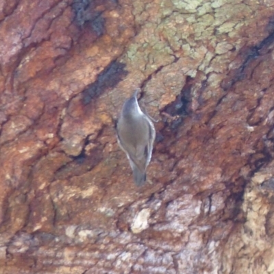 Cormobates leucophaea (White-throated Treecreeper) at Black Range, NSW - 31 Jul 2020 by MatthewHiggins