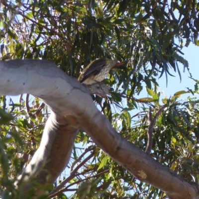 Oriolus sagittatus (Olive-backed Oriole) at Black Range, NSW - 31 Jul 2020 by MatthewHiggins