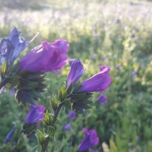 Echium plantagineum at Isaacs Ridge - 30 Jul 2020