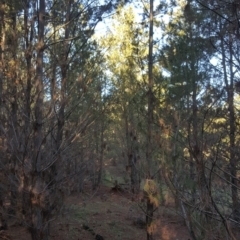 Pinus radiata (Monterey or Radiata Pine) at Isaacs, ACT - 30 Jul 2020 by Mike