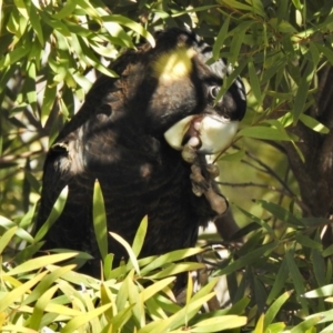 Zanda funerea at Aranda, ACT - 31 Jul 2020