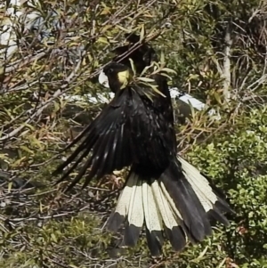 Zanda funerea at Aranda, ACT - 31 Jul 2020