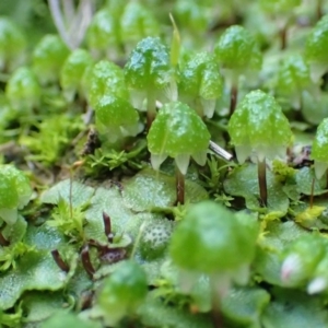 Asterella drummondii at Molonglo Valley, ACT - 31 Jul 2020