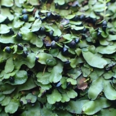 Targionia lorbeeriana (A liverwort) at Downer, ACT - 31 Jul 2020 by RWPurdie