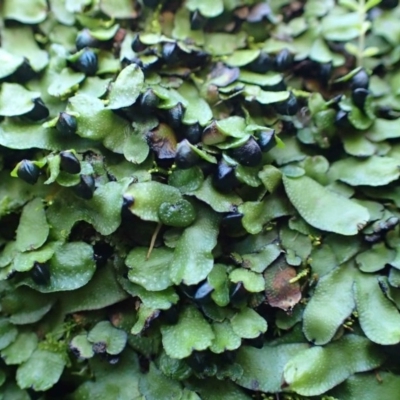 Targionia lorbeeriana (A liverwort) at Downer, ACT - 31 Jul 2020 by RWPurdie