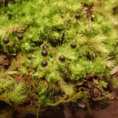 Fossombronia pusilla (A leafy liverwort) at Acton, ACT - 29 Jul 2020 by RWPurdie