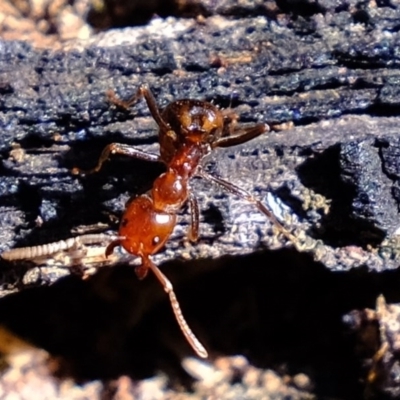 Papyrius nitidus (Shining Coconut Ant) at Stromlo, ACT - 31 Jul 2020 by Kurt