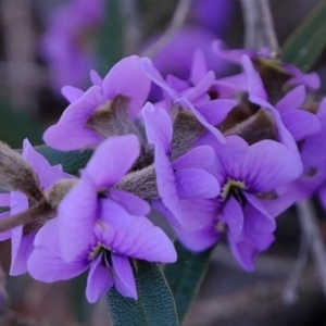 Hovea heterophylla at Stromlo, ACT - 31 Jul 2020