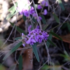 Hovea heterophylla at Stromlo, ACT - 31 Jul 2020 12:49 PM