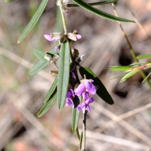 Hovea heterophylla at Stromlo, ACT - 31 Jul 2020 12:49 PM