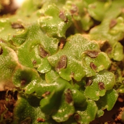 Lunularia cruciata (A thallose liverwort) at Acton, ACT - 30 Jul 2020 by RWPurdie