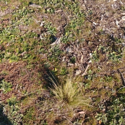 Nassella trichotoma (Serrated Tussock) at Majura, ACT - 31 Jul 2020 by Avery