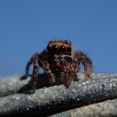 Salticidae (family) (Unidentified Jumping spider) at Dalmeny, NSW - 31 Jul 2020 by Laserchemisty