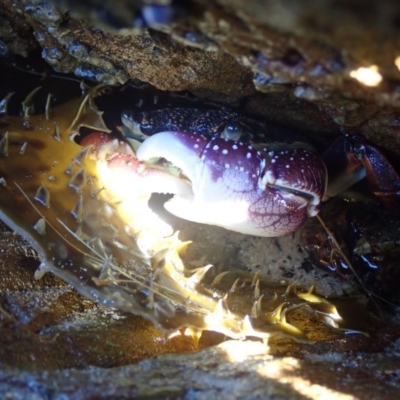 Leptograpsus variegatus (Purple Rock Crab) at Dalmeny, NSW - 29 Jul 2020 by Laserchemisty