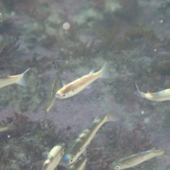 Unidentified Fish at Dalmeny, NSW - 30 Jul 2020 by Laserchemisty