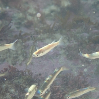 Myxus elongatus (Sand Mullet) at Dalmeny, NSW - 30 Jul 2020 by Laserchemisty