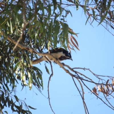 Entomyzon cyanotis (Blue-faced Honeyeater) at Curtin, ACT - 31 Jul 2020 by Rowg