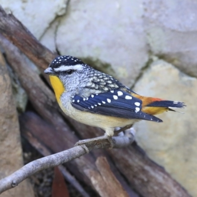 Pardalotus punctatus (Spotted Pardalote) at Acton, ACT - 31 Jul 2020 by AlisonMilton