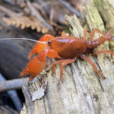 Engaeus cymus (Blunt Nosed Burrowing Crayfish.) at Uriarra Village, ACT - 23 Jul 2020 by Salmoy7