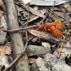 Engaeus cymus at Uriarra Village, ACT - 24 Jul 2020