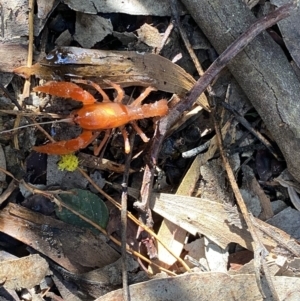 Engaeus cymus at Uriarra Village, ACT - 24 Jul 2020