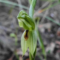 Bunochilus umbrinus (Broad-sepaled Leafy Greenhood) at Downer, ACT - 31 Jul 2020 by shoko