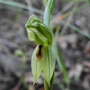 Bunochilus umbrinus (ACT) = Pterostylis umbrina (NSW) at suppressed - suppressed