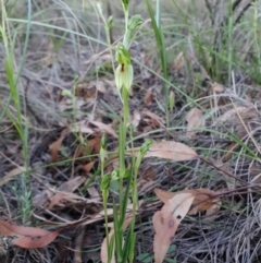 Bunochilus umbrinus (ACT) = Pterostylis umbrina (NSW) at suppressed - suppressed