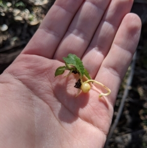 Pterostylis sp. at Paddys River, ACT - 31 Jul 2020