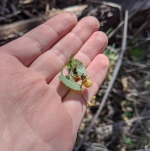 Pterostylis sp. at Paddys River, ACT - 31 Jul 2020