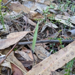 Caladenia sp. at Paddys River, ACT - suppressed