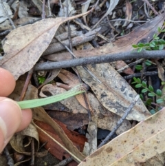 Caladenia sp. at Paddys River, ACT - suppressed