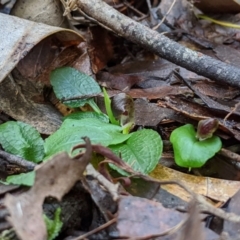 Corysanthes grumula (Stately helmet orchid) at Paddys River, ACT - 31 Jul 2020 by MattM