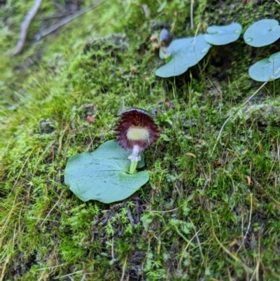 Corysanthes grumula (Stately helmet orchid) at  - suppressed by MattM