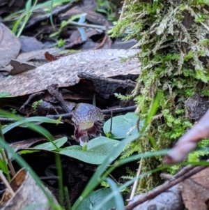 Corysanthes grumula at suppressed - 31 Jul 2020