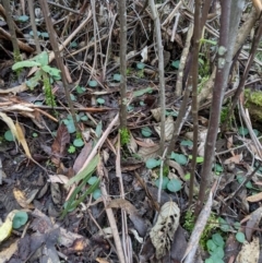 Corysanthes grumula at suppressed - 31 Jul 2020