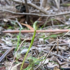 Pterostylis pedunculata (Maroonhood) at Paddys River, ACT - 31 Jul 2020 by MattM