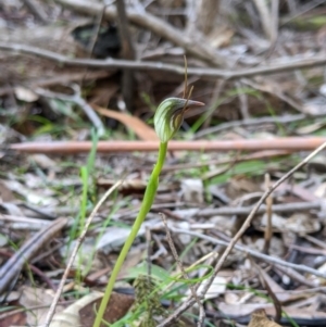 Pterostylis pedunculata at Paddys River, ACT - suppressed