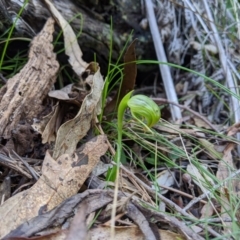 Pterostylis nutans (Nodding Greenhood) at Paddys River, ACT - 31 Jul 2020 by MattM