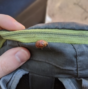 Paropsis atomaria at Paddys River, ACT - 31 Jul 2020