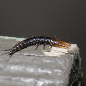 Carabidae sp. (family) at Downer, ACT - 28 Jul 2020