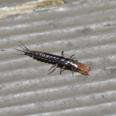 Carabidae sp. (family) at Downer, ACT - 28 Jul 2020