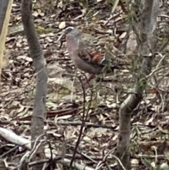 Phaps chalcoptera (Common Bronzewing) at Chifley, ACT - 1 Aug 2020 by Shazw